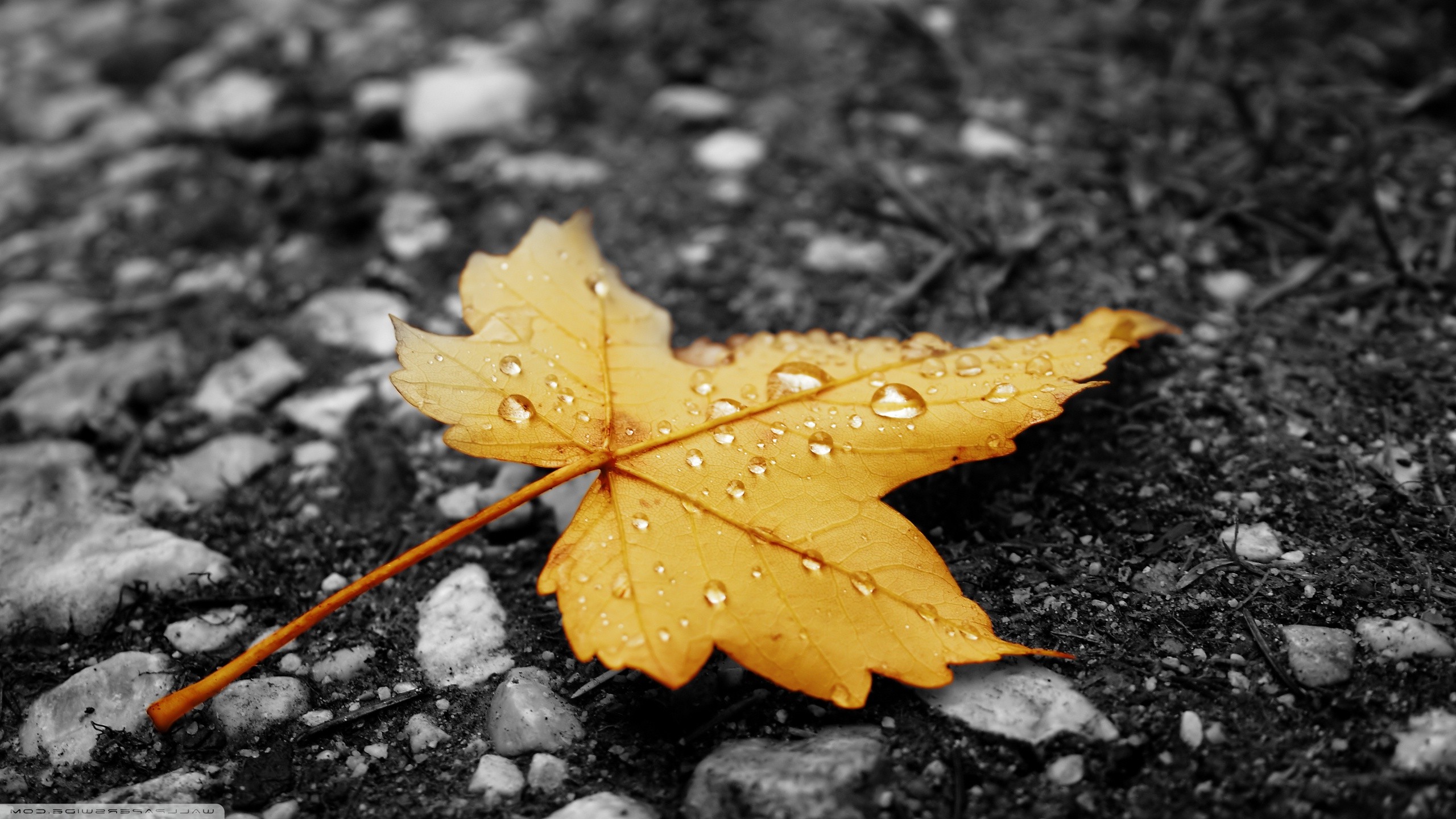 nature Wallpaper
