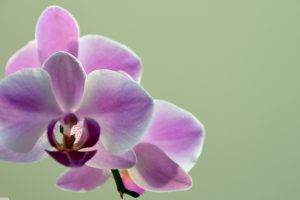 nature, Orchids, Flowers