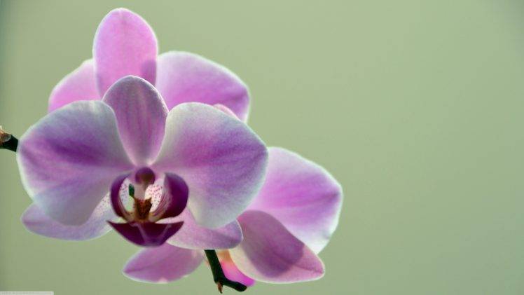 nature, Orchids, Flowers HD Wallpaper Desktop Background