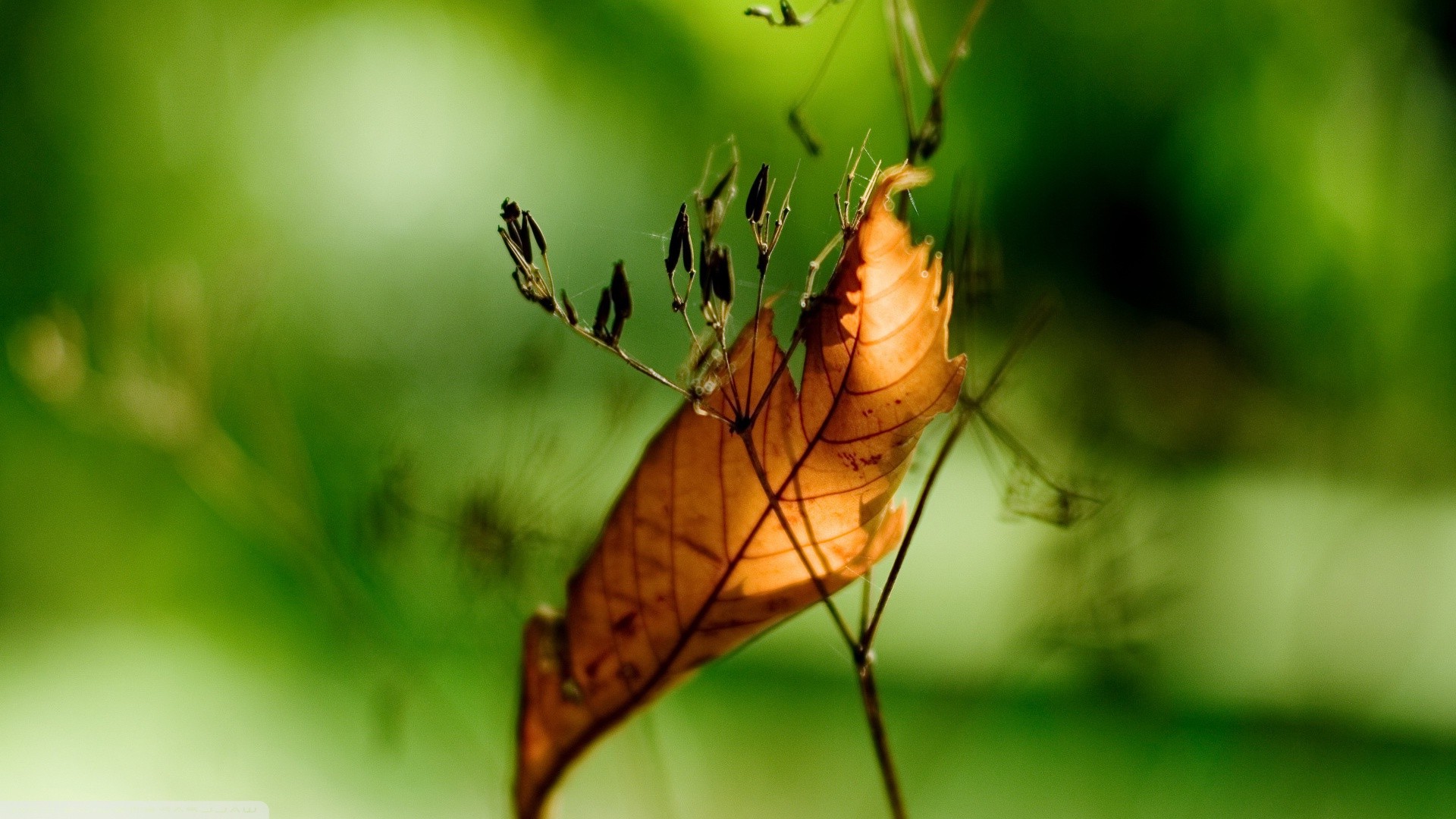 nature Wallpaper