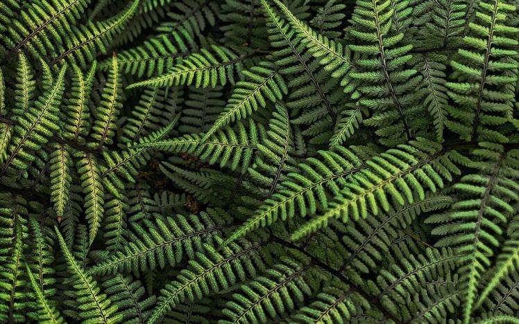 nature, Ferns, Leaves HD Wallpaper Desktop Background