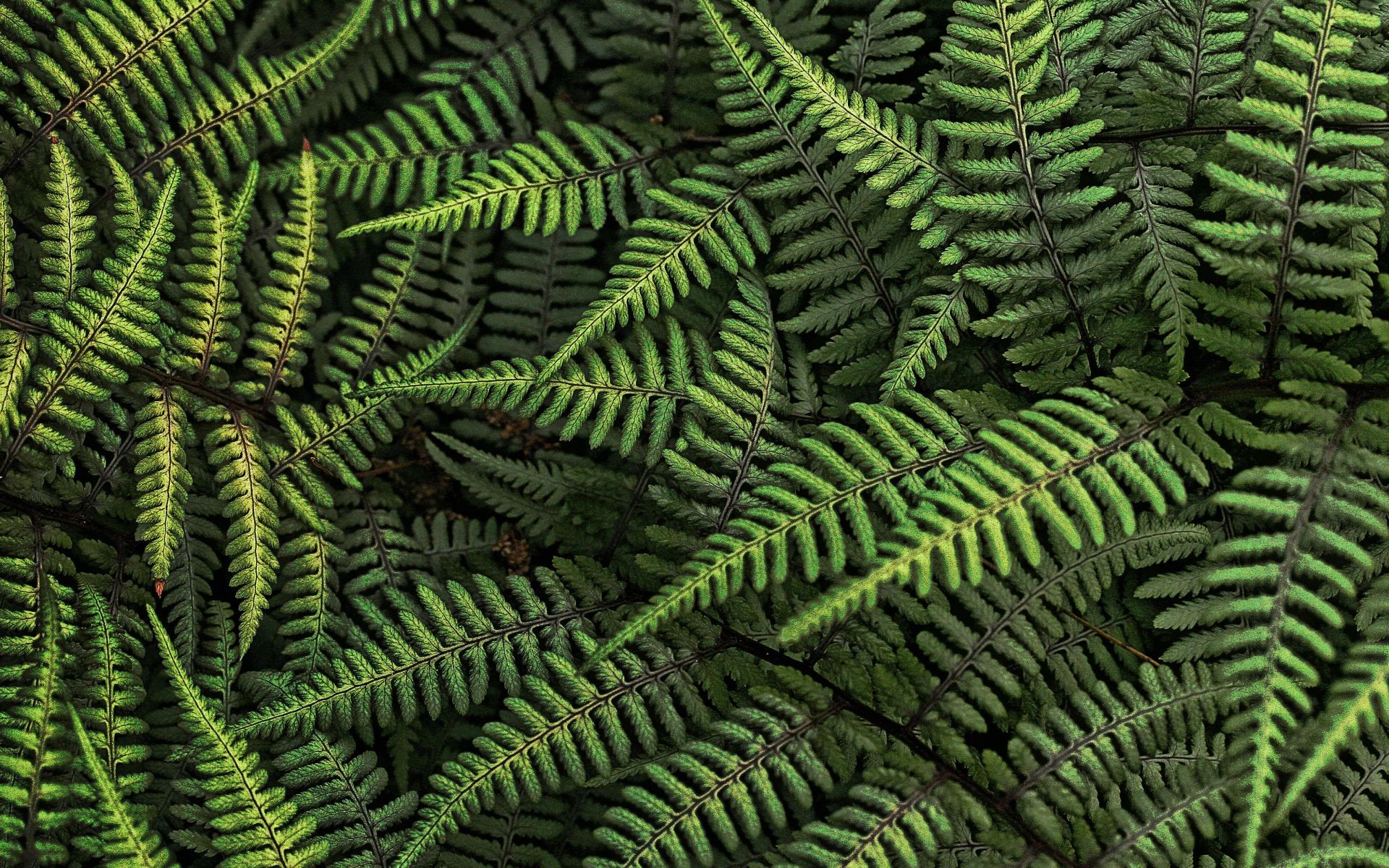 nature, Ferns, Leaves Wallpaper