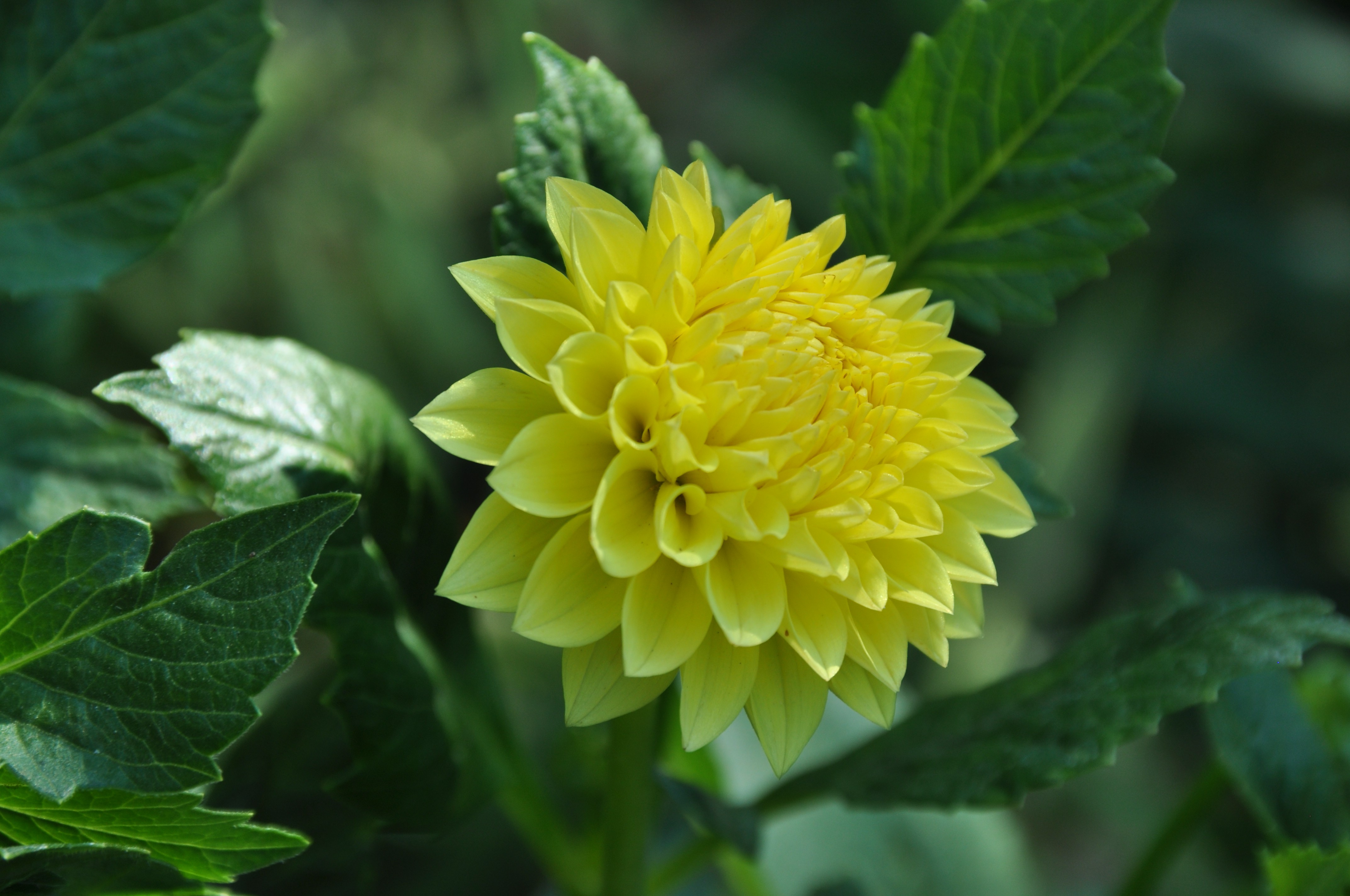 nature, Flowers, Dahlias, Yellow Flowers Wallpapers HD / Desktop and ...