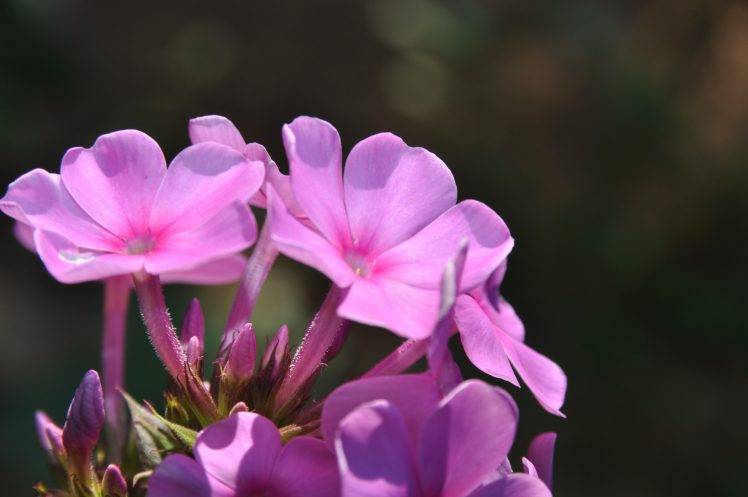 nature, Flowers, Petunias HD Wallpaper Desktop Background