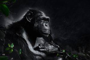 Desktopography, Animals, Rain, Apes, Digital Art, Monkeys