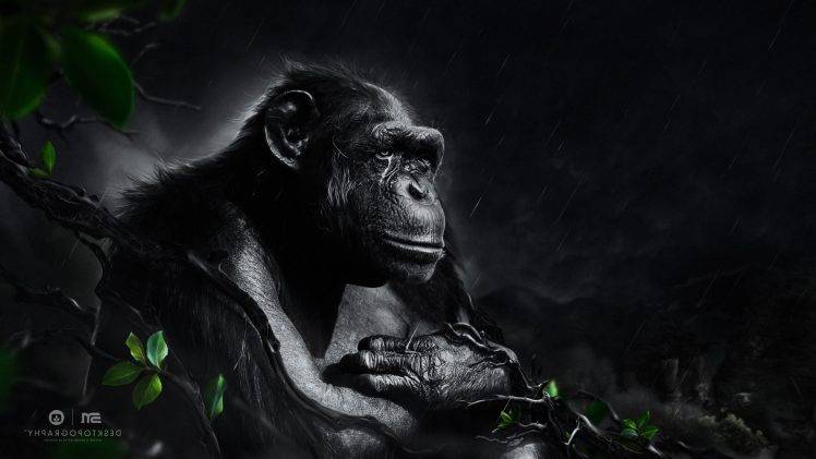 Desktopography, Animals, Rain, Apes, Digital Art, Monkeys HD Wallpaper Desktop Background