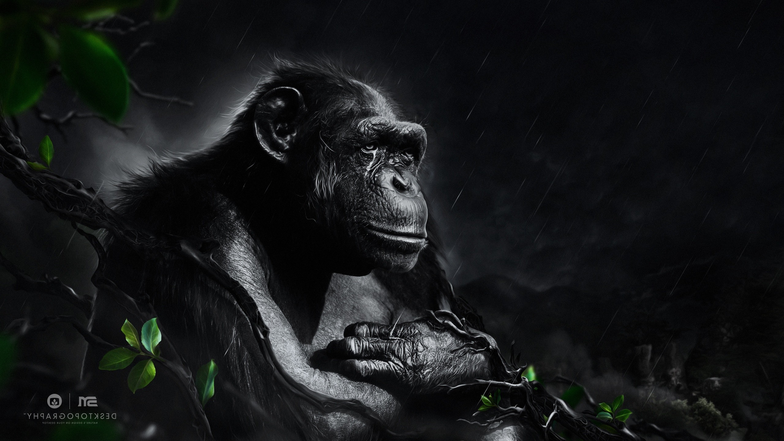 Desktopography, Animals, Rain, Apes, Digital Art, Monkeys Wallpaper