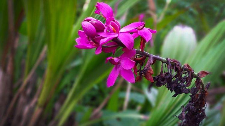 orchids, Flowers HD Wallpaper Desktop Background
