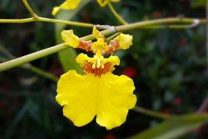 yellow Flowers, Flowers, Orchids, Twigs