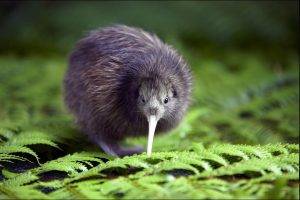 kiwi (animal), Animals, Birds, Ferns