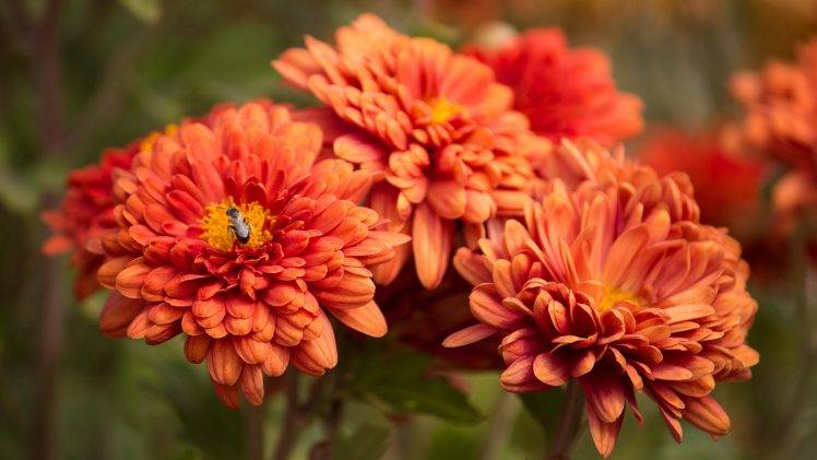 flowers, Nature, Orange Flowers Wallpapers HD / Desktop and Mobile