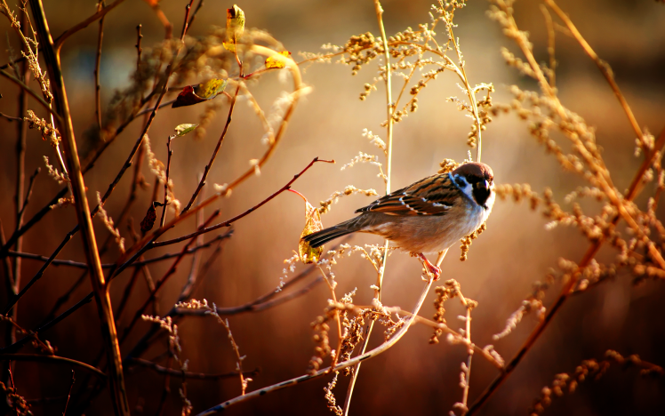 animals, Sunlight, Nature, Macro, Branch, Sparrows, Birds, Plants HD Wallpaper Desktop Background