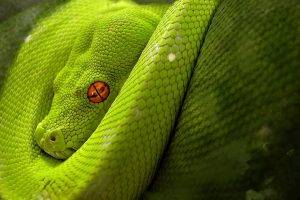snake, Green, Digital Art, Orange Eyes, Reptile