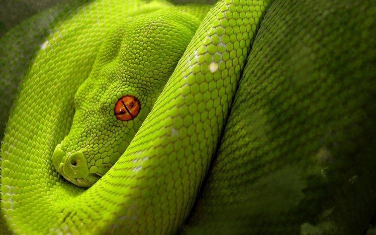 snake, Green, Digital Art, Orange Eyes, Reptile HD Wallpaper Desktop Background