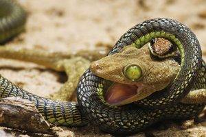 snake, Lizards, Green Eyes, Digital Art, Reptile