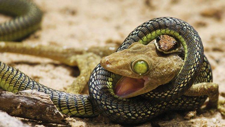 snake, Lizards, Green Eyes, Digital Art, Reptile HD Wallpaper Desktop Background
