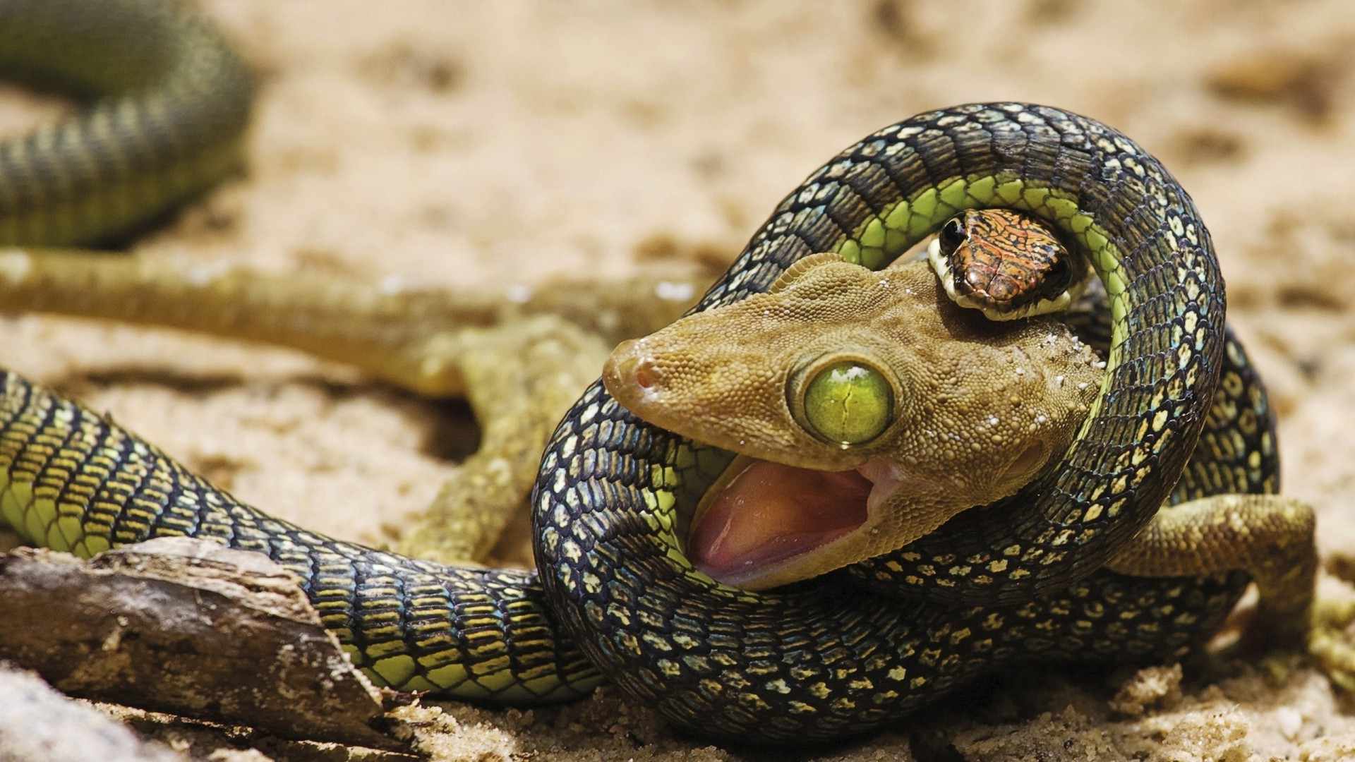 snake, Lizards, Green Eyes, Digital Art, Reptile Wallpaper