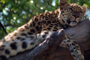 animals, Leopard, Fence, Branch, Bokeh