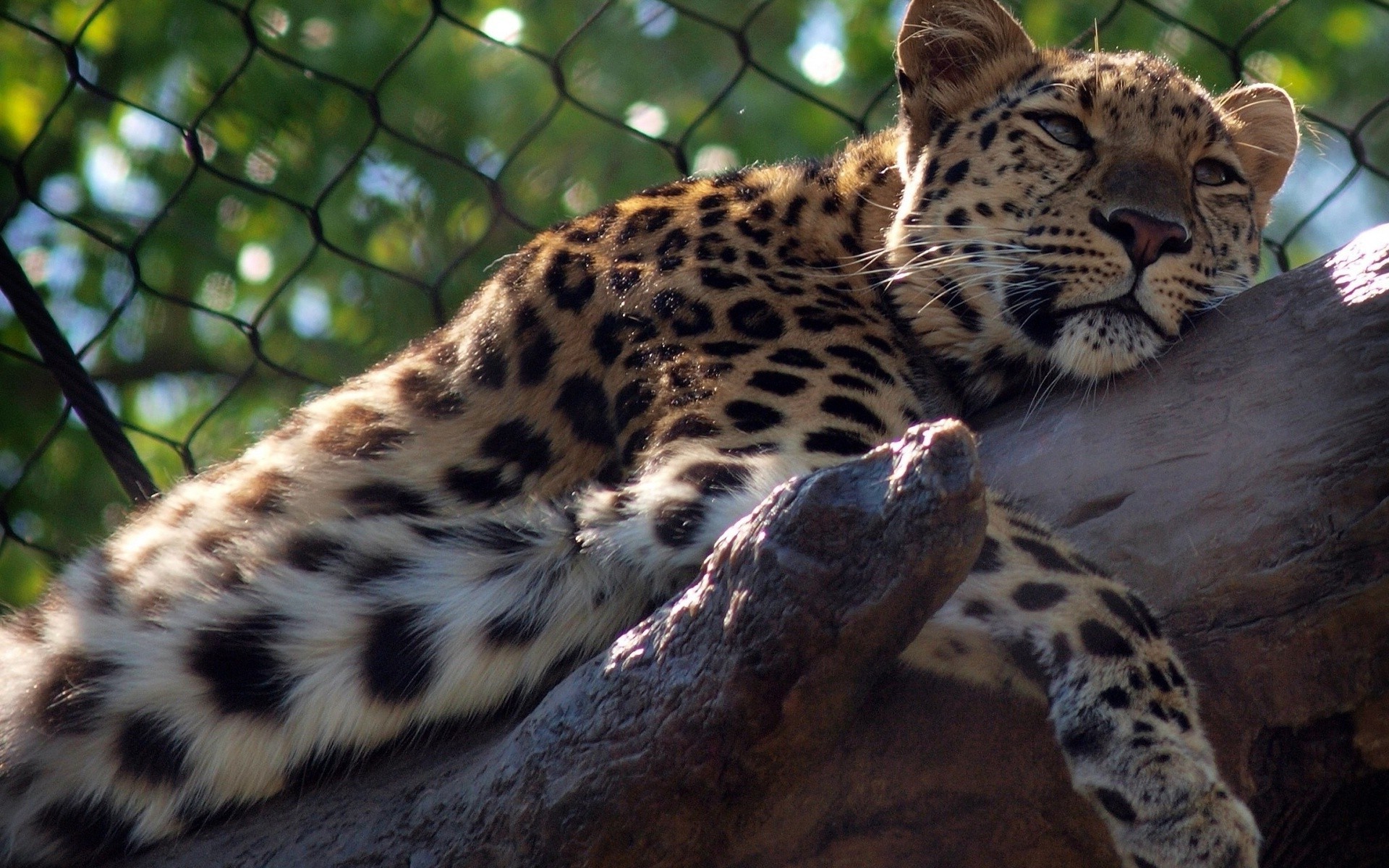 animals, Leopard, Fence, Branch, Bokeh Wallpaper