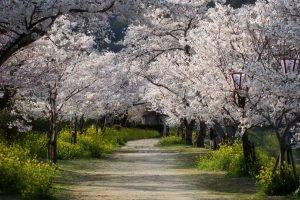 National Geographic, Trees, Nature, Cherry Blossom, Japan, Path, Dirt Road