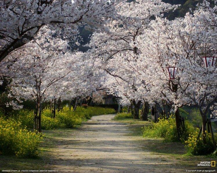 National Geographic, Trees, Nature, Cherry Blossom, Japan, Path, Dirt Road HD Wallpaper Desktop Background