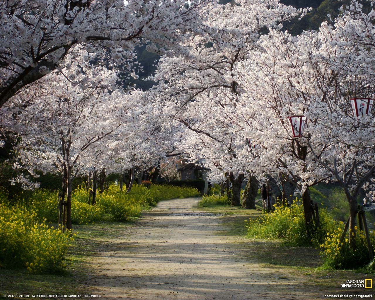 National Geographic, Trees, Nature, Cherry Blossom, Japan, Path, Dirt Road Wallpaper