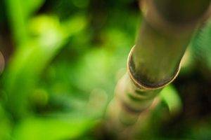 bamboo, Depth Of Field, Nature
