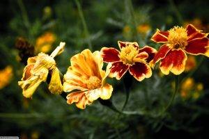 flowers, Marigolds, Nature