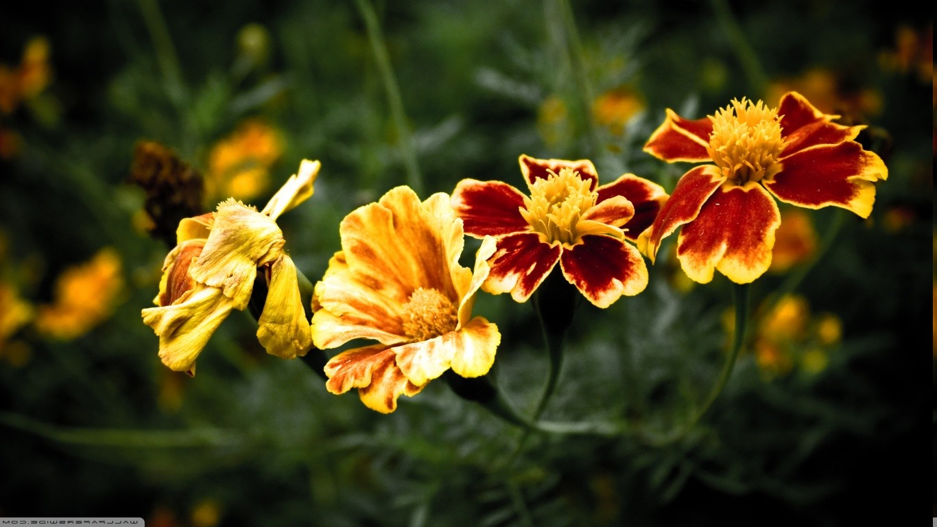 flowers, Marigolds, Nature Wallpaper