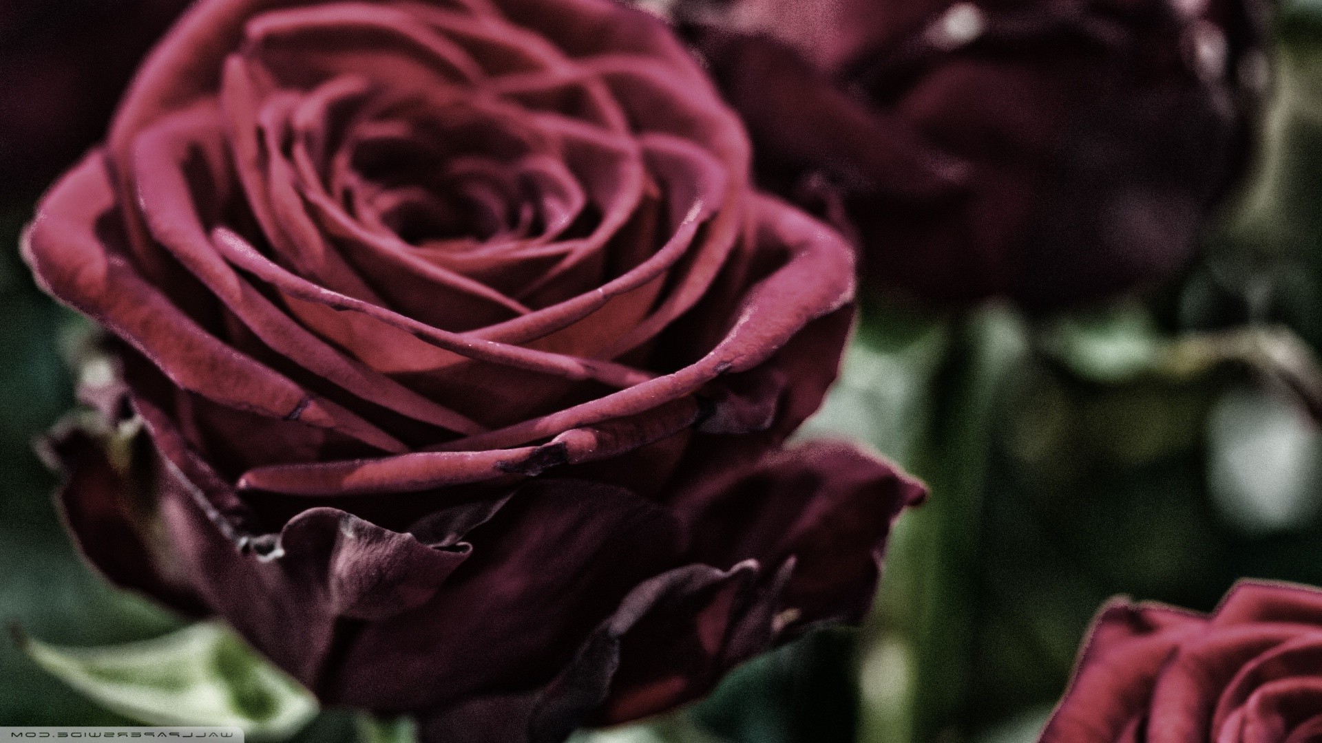 flowers Wallpaper