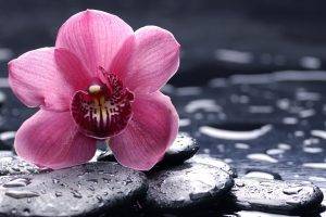 orchids, Flowers, Water Drops, Macro