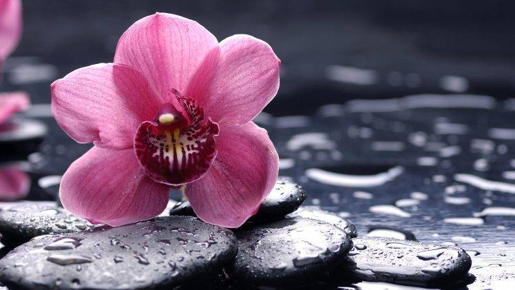 orchids, Flowers, Water Drops, Macro HD Wallpaper Desktop Background