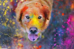animals, Dog, Paint Splatter, Colorful, Tongues, Bokeh, Dust, Labrador Retriever, Looking At Viewer, Looking Up