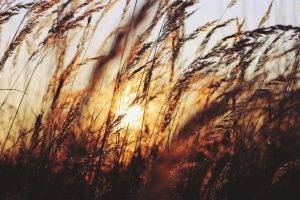 nature, Silhouette, Spikelets, Sunlight