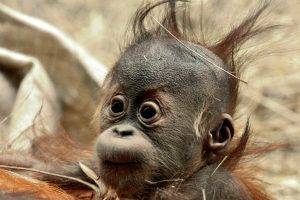 baby Animals, Chimpanzees, Animals, Orangutans