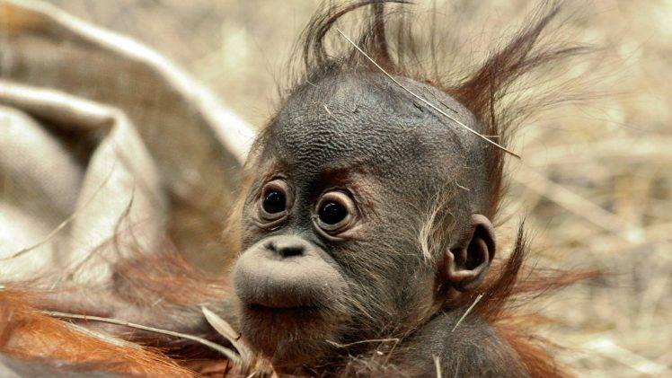 baby Animals, Chimpanzees, Animals, Orangutans HD Wallpaper Desktop Background