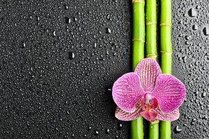 flowers, Water Drops, Bamboo, Orchids