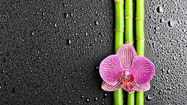 flowers, Water Drops, Bamboo, Orchids HD Wallpaper Desktop Background