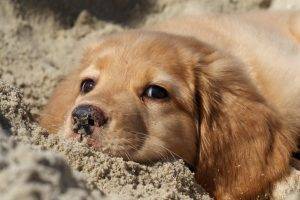 puppies, Animals, Sand, Dog