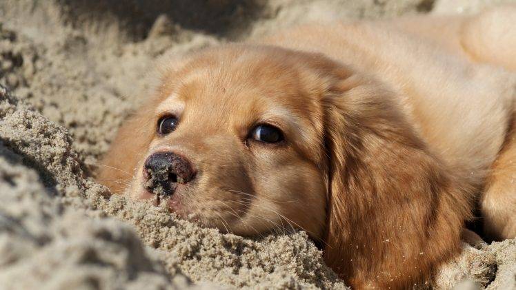 puppies, Animals, Sand, Dog HD Wallpaper Desktop Background