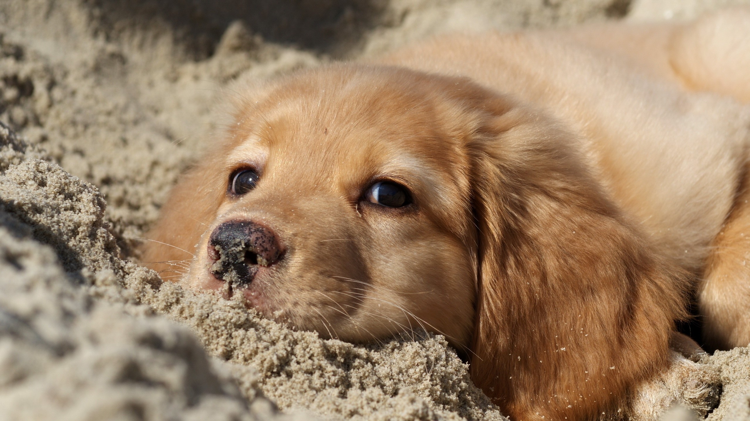 puppies, Animals, Sand, Dog Wallpaper