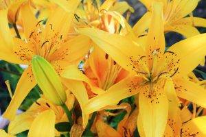 lilies, Flowers, Yellow Flowers