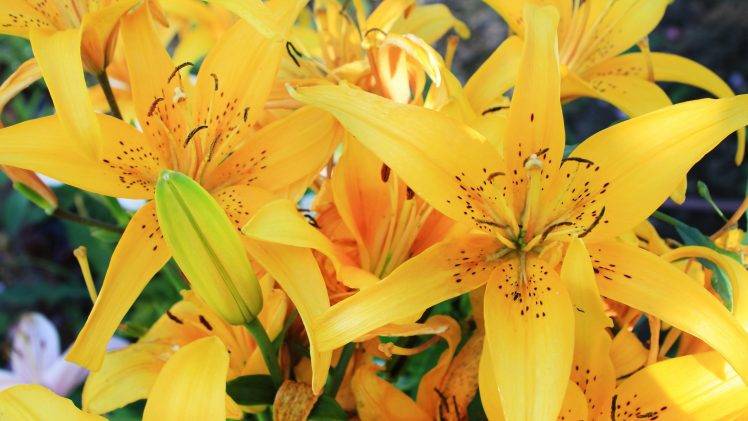 lilies, Flowers, Yellow Flowers HD Wallpaper Desktop Background