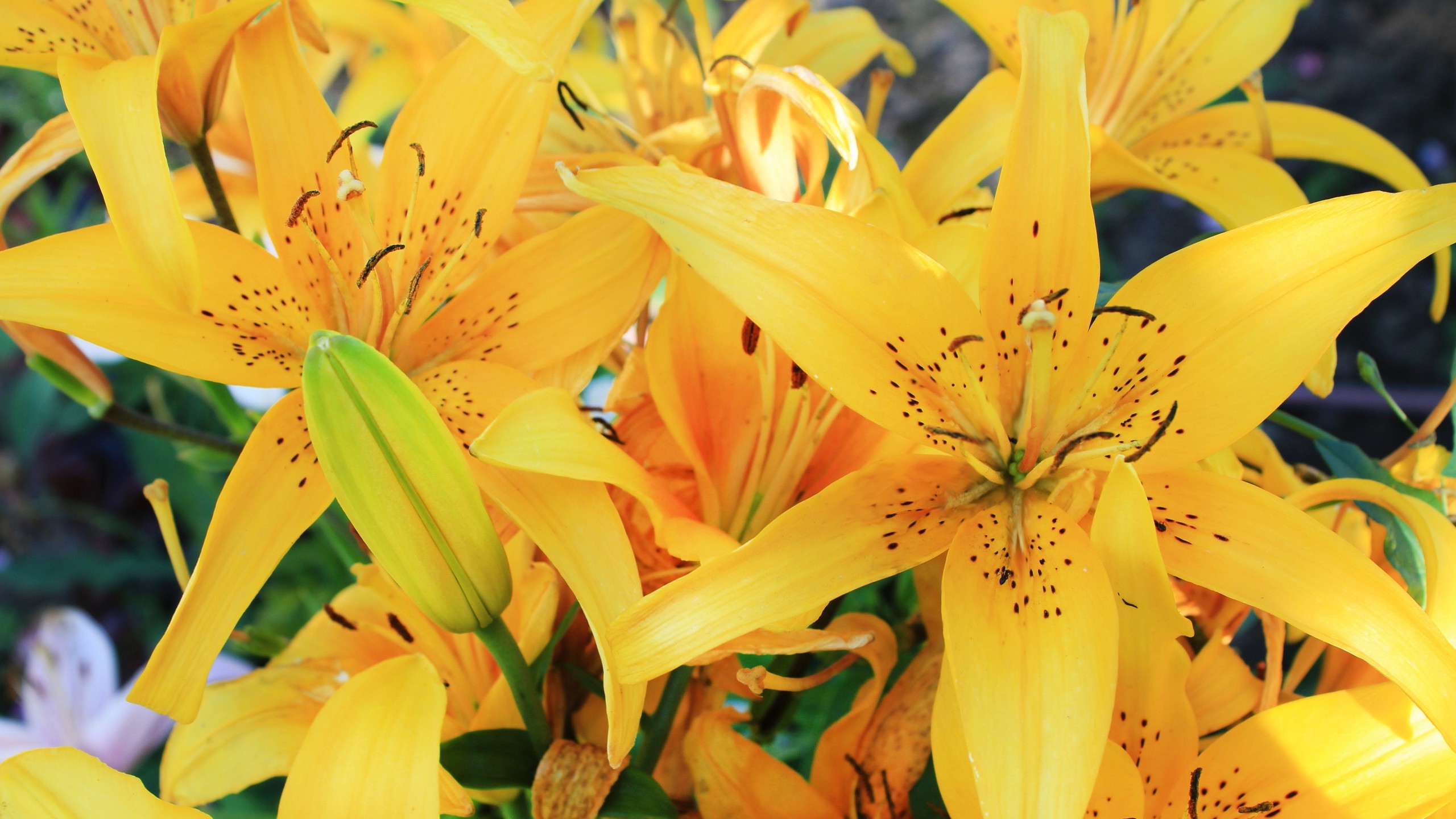 lilies, Flowers, Yellow Flowers Wallpapers HD / Desktop and Mobile ...