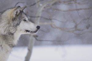 wolf, Animals, Snow