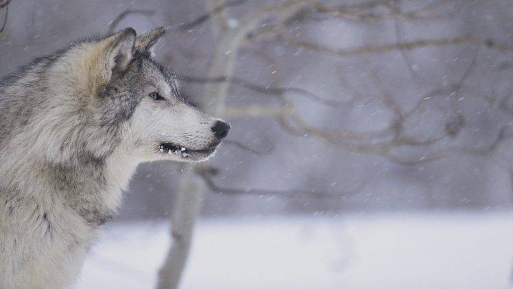 wolf, Animals, Snow HD Wallpaper Desktop Background