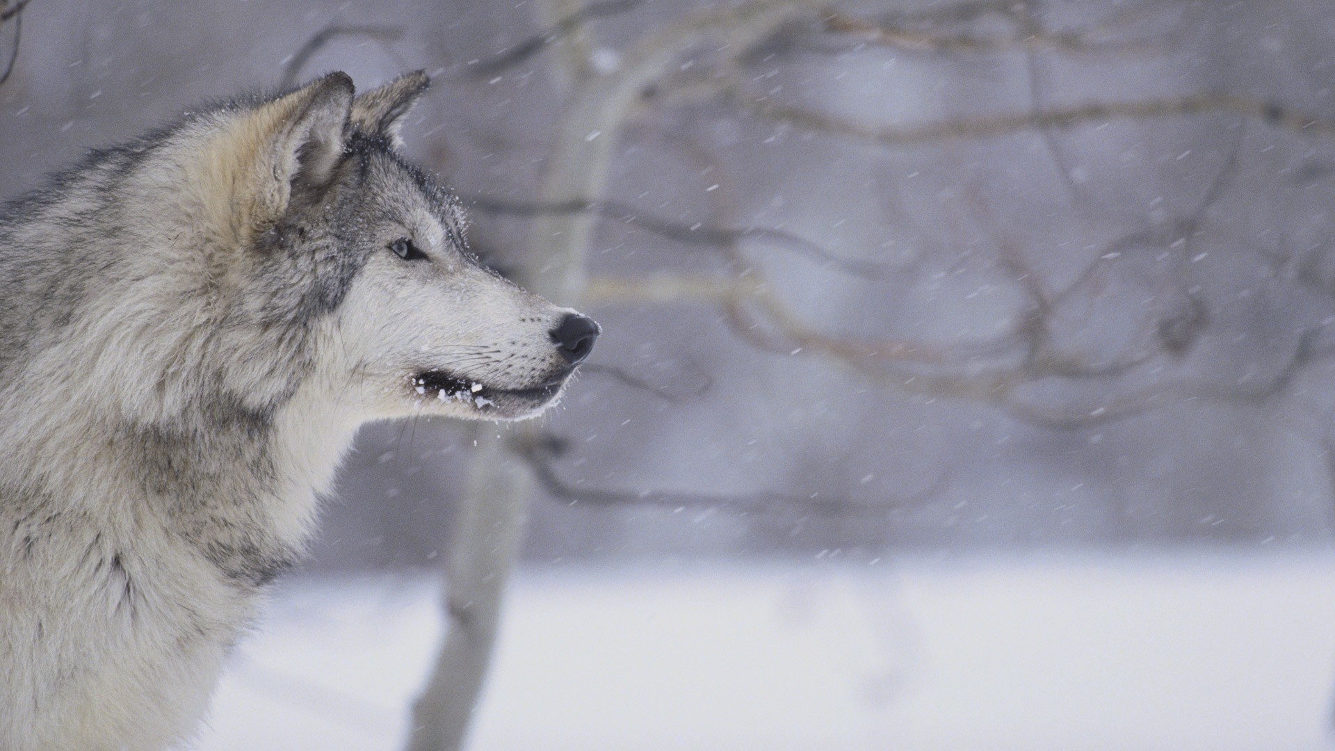 wolf, Animals, Snow Wallpaper