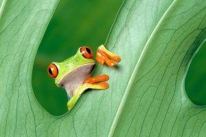 green, Frog, Animals, Amphibian, Leaves, Red Eyed Tree Frogs