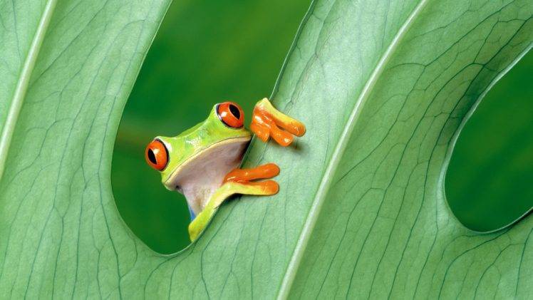 green, Frog, Animals, Amphibian, Leaves, Red Eyed Tree Frogs HD Wallpaper Desktop Background