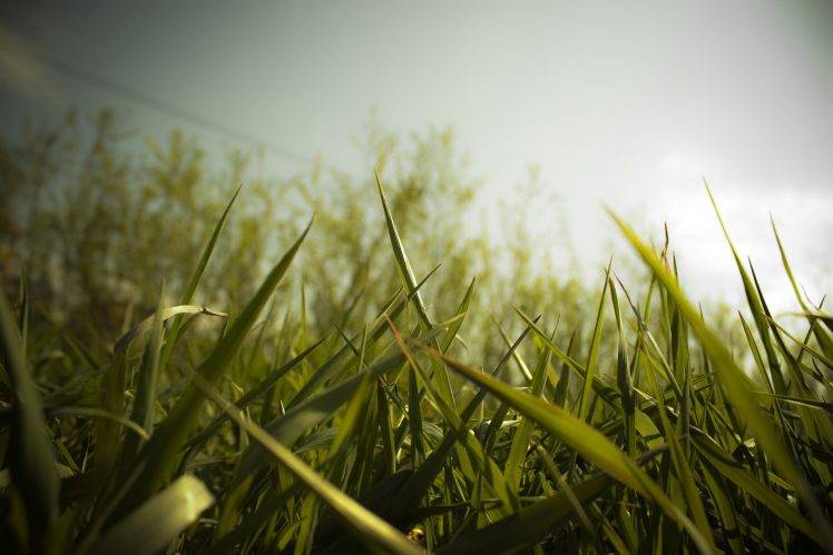 nature, Grass, Macro, Worms Eye View HD Wallpaper Desktop Background